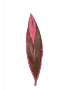Fresh Red Hawaiian Ti Leaves | Wholesale Tropical Foliage