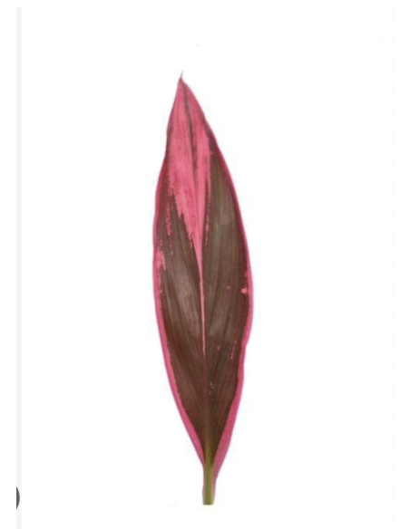 Fresh Red Hawaiian Ti Leaves | Wholesale Tropical Foliage