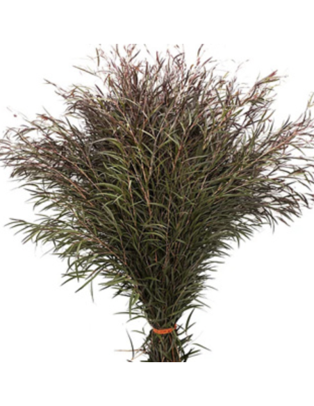 Fresh Agonis Chocolate Foliage | Wholesale Specialty Greenery