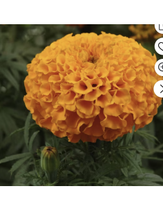 Fresh Orange African Marigold Stems (10 Stem Bunch) | Wholesale Flowers