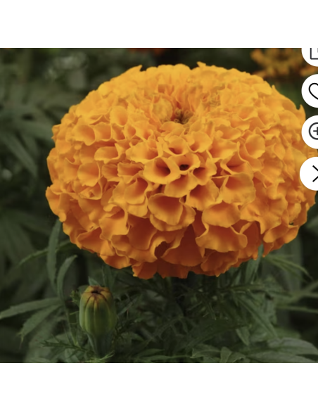 Fresh Orange African Marigold Stems (10 Stem Bunch) | Wholesale Flowers