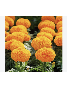 Fresh Orange African Marigold Stems (10 Stem Bunch) | Wholesale Flowers 2