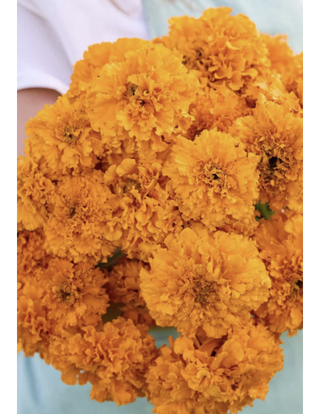 Fresh Orange African Marigold Stems (10 Stem Bunch) | Wholesale Flowers