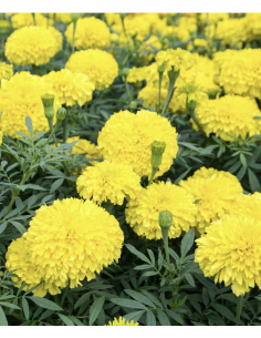 Fresh Yellow African Marigold Stems (10 Stem Bunch) | Wholesale Flowers