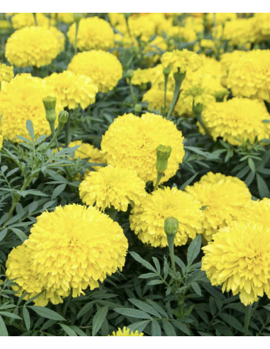 Fresh Yellow African Marigold Stems (10 Stem Bunch) | Wholesale Flowers