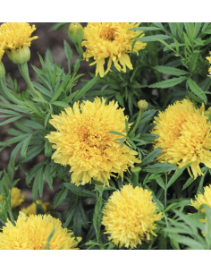 Fresh Yellow African Marigold Stems (10 Stem Bunch) | Wholesale Flowers 2
