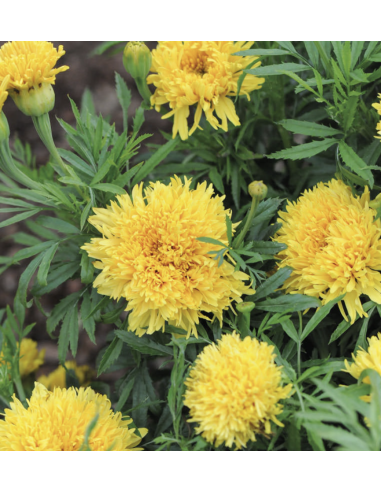 Fresh Yellow African Marigold Stems (10 Stem Bunch) | Wholesale Flowers