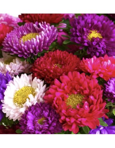 Fresh Assorted Matsumoto Aster Stems (10 Stem Bunch) | Wholesale