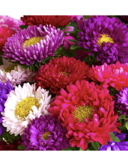 Fresh Assorted Matsumoto Aster Stems (10 Stem Bunch) | Wholesale