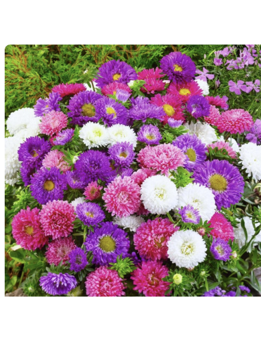 Fresh Assorted Matsumoto Aster Stems (10 Stem Bunch) | Wholesale