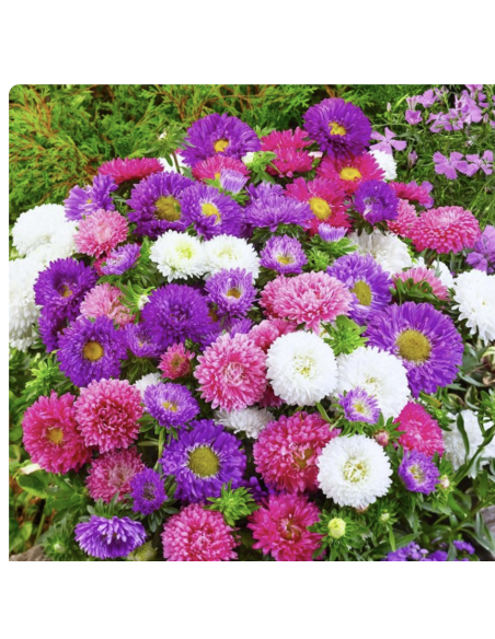 Fresh Assorted Matsumoto Aster Stems (10 Stem Bunch) | Wholesale