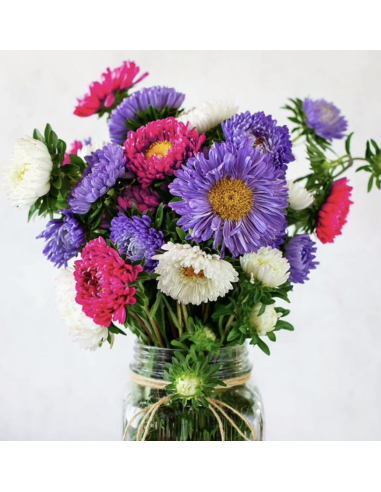 Fresh Assorted Matsumoto Aster Stems (10 Stem Bunch) | Wholesale