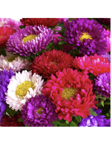 Fresh Assorted Matsumoto Aster Stems (10 Stem Bunch) | Wholesale