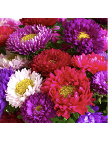 Fresh Assorted Matsumoto Aster Stems (10 Stem Bunch) | Wholesale