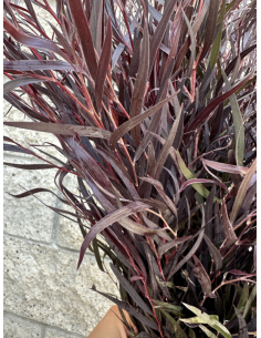 Fresh Agonis Chocolate Foliage | Wholesale Specialty Greenery 2