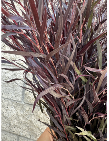 Fresh Agonis Chocolate Foliage | Wholesale Specialty Greenery