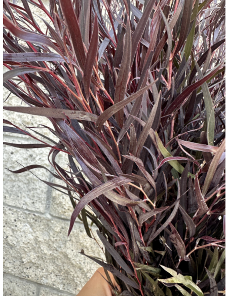 Fresh Agonis Chocolate Foliage | Wholesale Specialty Greenery