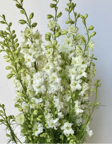 Larkspur- white