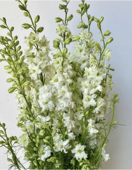 Larkspur- white