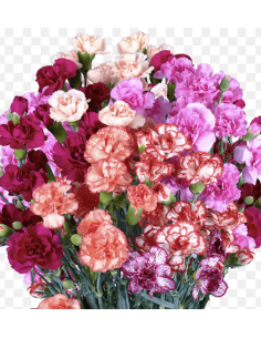 Fresh Mini Carnation Stems (10 Stem Bunch) | Wholesale Flowers