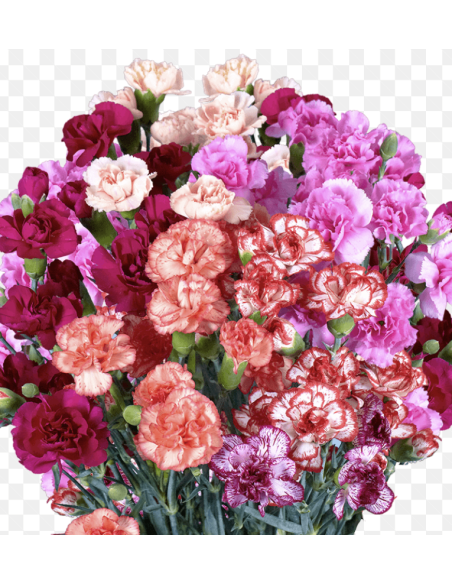 Fresh Mini Carnation Stems (10 Stem Bunch) | Wholesale Flowers