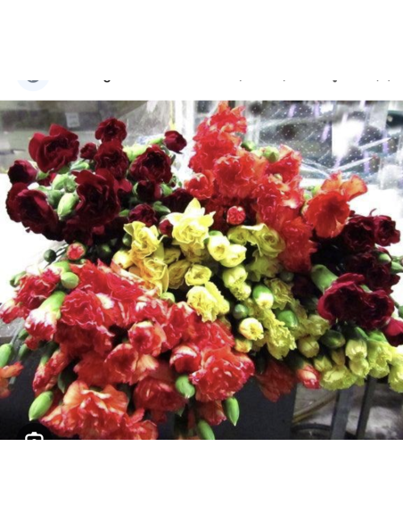 Fresh Mini Carnation Stems (10 Stem Bunch) | Wholesale Flowers