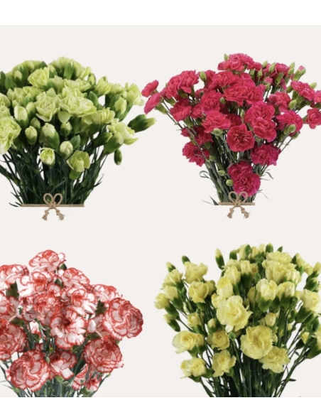 Fresh Mini Carnation Stems (10 Stem Bunch) | Wholesale Flowers