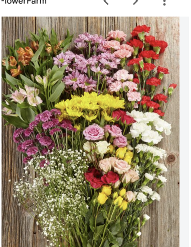 Fresh Mini Carnation Stems (10 Stem Bunch) | Wholesale Flowers