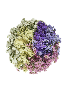 Fresh Misty Limonium Stems (Pink, White, Blue) | Wholesale Flowers