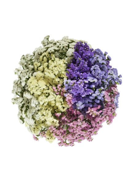 Fresh Misty Limonium Stems (Pink, White, Blue) | Wholesale Flowers