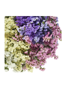 Fresh Misty Limonium Stems (Pink, White, Blue) | Wholesale Flowers 2