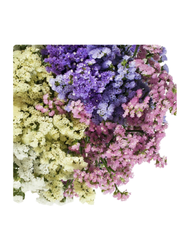 Fresh Misty Limonium Stems (Pink, White, Blue) | Wholesale Flowers