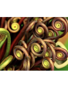 Wholesale Monkey Tail Fern (10 Stems) | Bulk Specialty Greens