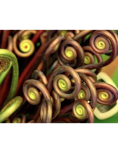 Wholesale Monkey Tail Fern (10 Stems) | Bulk Specialty Greens