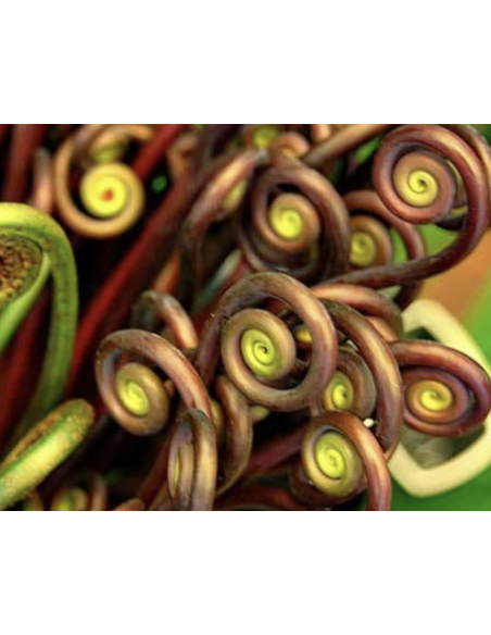 Wholesale Monkey Tail Fern (10 Stems) | Bulk Specialty Greens