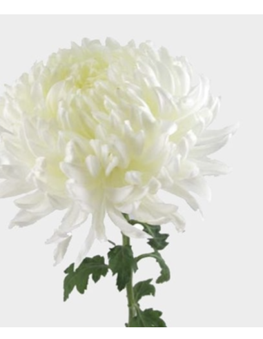 Fresh White Football Mum Stems (10 Stem Bunch) | Wholesale Mums