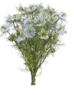 Wholesale White & Blue Nigella Bunches | Love-in-a-Mist Bulk Flowers