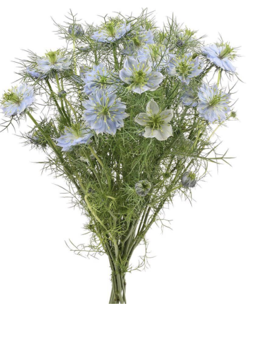 Wholesale White & Blue Nigella Bunches | Love-in-a-Mist Bulk Flowers