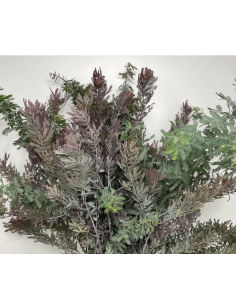 Fresh Acacia Feather Purple Foliage | Wholesale Specialty Greenery