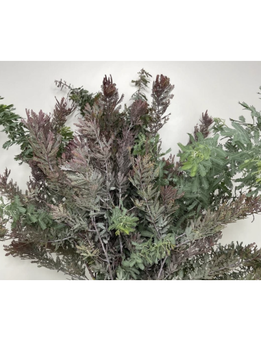 Fresh Acacia Feather Purple Foliage | Wholesale Specialty Greenery