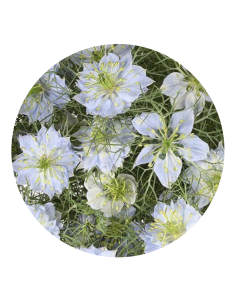 Wholesale White & Blue Nigella Bunches | Love-in-a-Mist Bulk Flowers 2