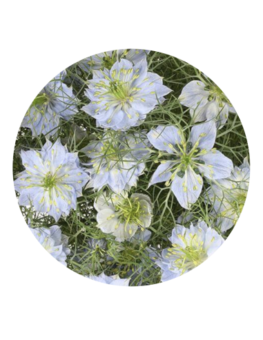Wholesale White & Blue Nigella Bunches | Love-in-a-Mist Bulk Flowers