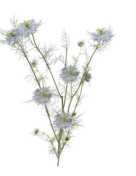 Wholesale White & Blue Nigella Bunches | Love-in-a-Mist Bulk Flowers