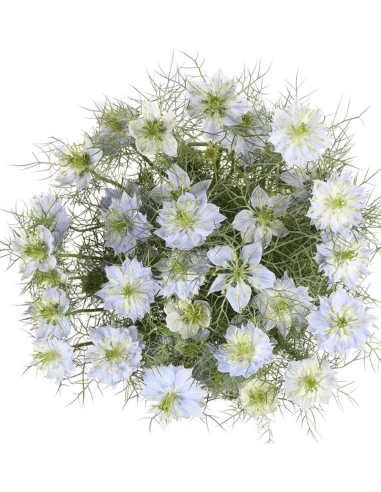 Wholesale White & Blue Nigella Bunches | Love-in-a-Mist Bulk Flowers