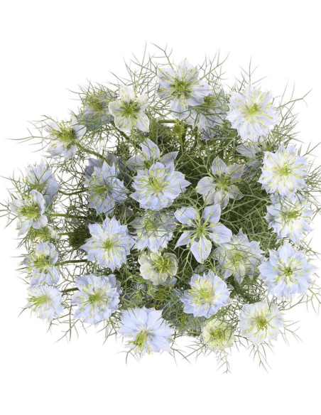 Wholesale White & Blue Nigella Bunches | Love-in-a-Mist Bulk Flowers