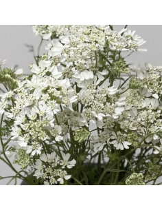 Wholesale Orlaya Flower Bunches | White Lace Flower Bulk