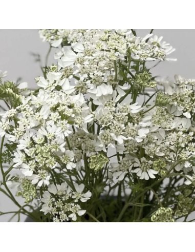 Wholesale Orlaya Flower Bunches | White Lace Flower Bulk