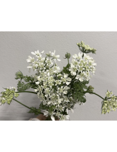 Wholesale Orlaya Flower Bunches | White Lace Flower Bulk 2