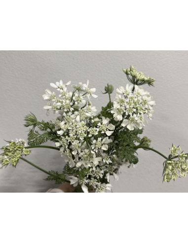 Wholesale Orlaya Flower Bunches | White Lace Flower Bulk