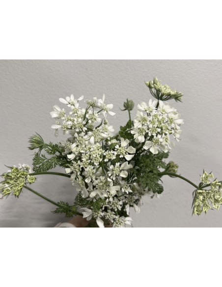 Wholesale Orlaya Flower Bunches | White Lace Flower Bulk